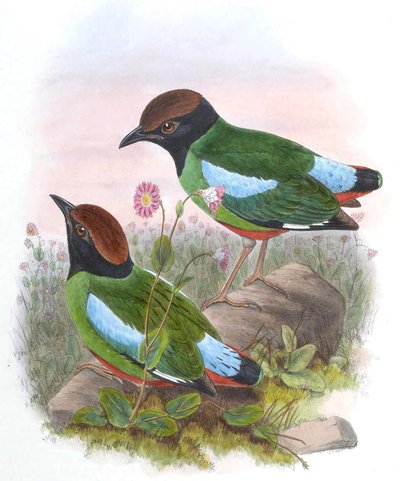 Pitta cucullata = Pitta sordida cucullata by John Gould